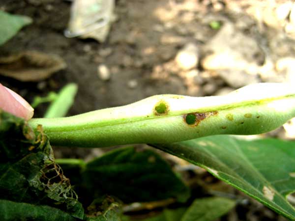 সয়াবিনের ফলছিদ্রকারী পোকা (Fruit Borer)