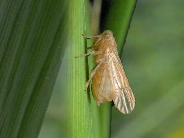 বাদামী গাছ ফড়িং (Brown Plant Hopper)