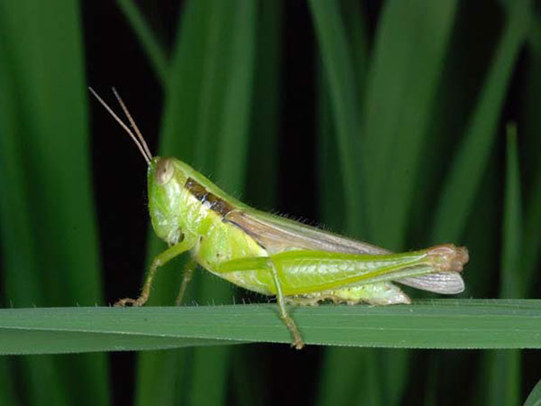 ধানের লম্বা শুড় উড়চুঙ্গা (Long horned Cricket)