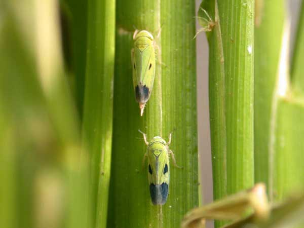 ধানের সবুজ পাতা ফড়িং (Green Leaf Hopper)