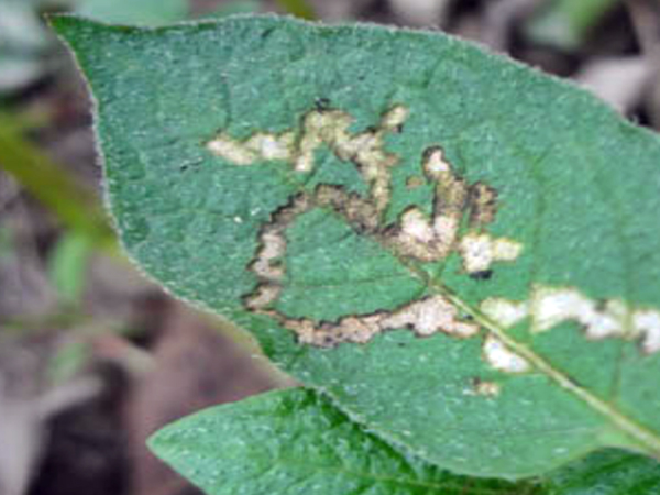 আলুর পাতা সুড়ঙ্গকারী পোকা (Leaf Miner)