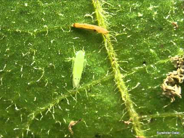 বেগুন পাতার জ্যাসিড (Jassid of Brinjal Leaf)