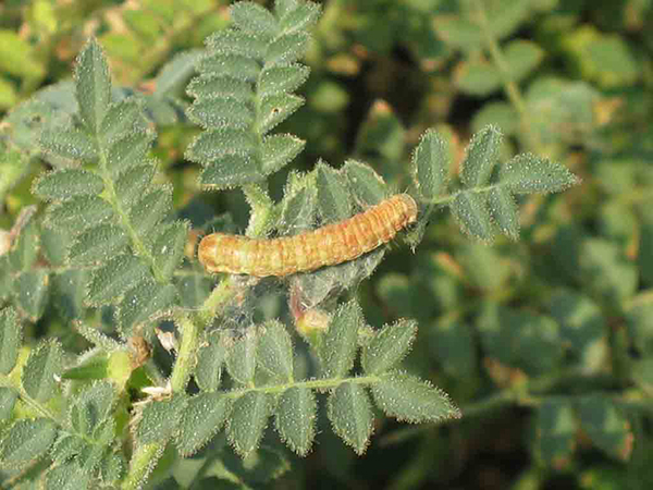 ছোলার ফল ছিদ্রকারী পোকা