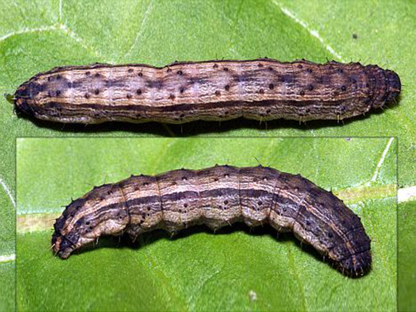 টমেটোর ফল ছিদ্রকারী পোকা (Tomato Fruit Borer)