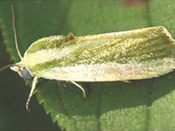 ঢেঁড়সের ডগা ও ফল ছিদ্রকারী পোকা (Okra Shoot and Fruit Borer)