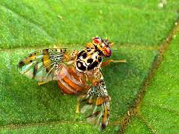 মিষ্টি কুমড়ার মাছি পোকা (Cucurbit Fruit Fly)