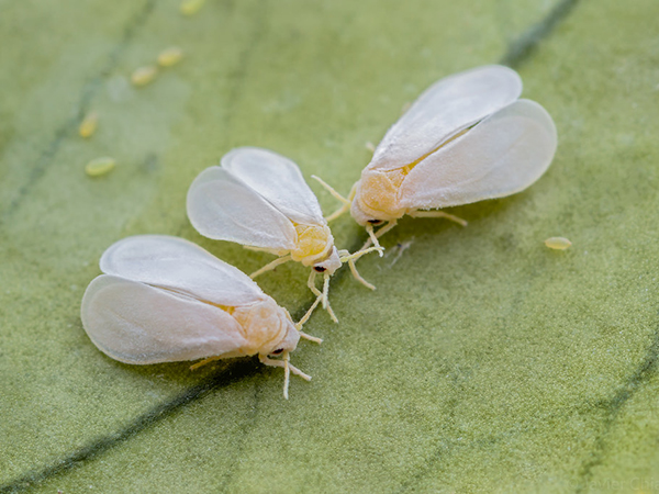 টমেটোর সাদা মাছি (White fly of Tomato)