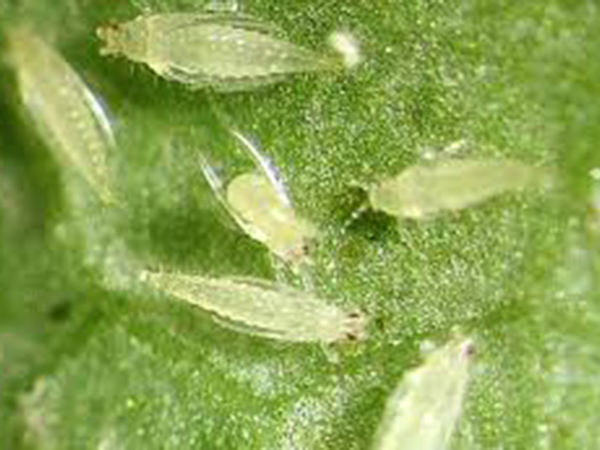 বেগুনের জাব পোকা (Aphid of Brinjal)