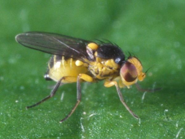 টমেটোর পাতা সুড়ঙ্গকারী পোকা (Tomato Leafminer)