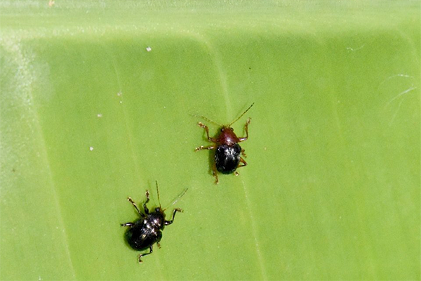 কলার পাতা ও ফলের বিটল (Banana Leaf and Fruit Beetle)