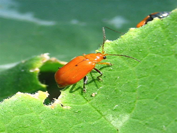মিষ্টি কুমড়ার লাল বিটল পোকা (Red Pumpkin Beetle in Cucurbits)