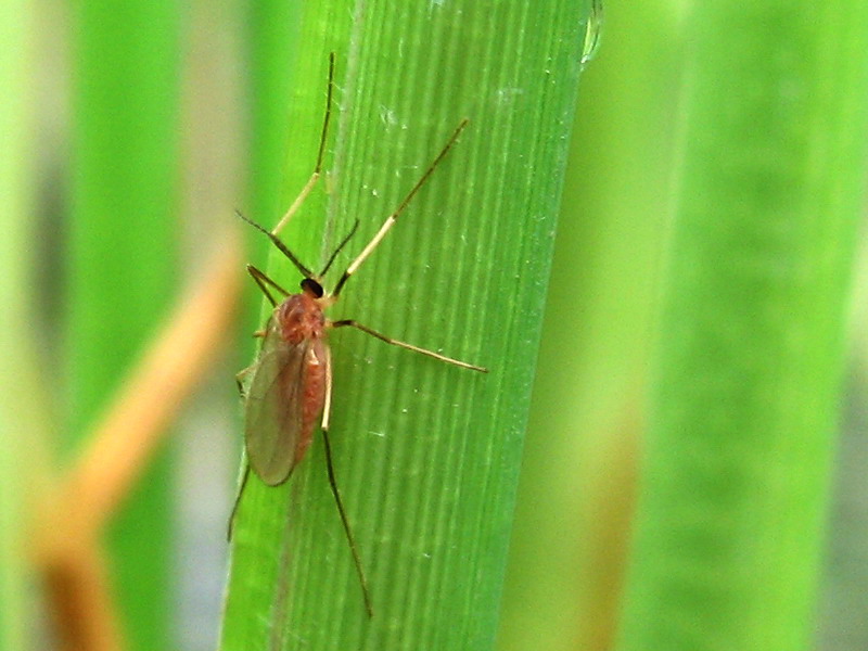 ধানের গলমাছি বা নলিমাছি (Rice Gall Midge)