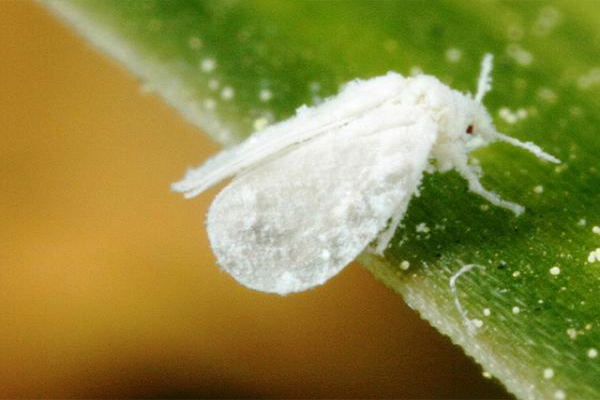 পেঁপের সাদা মাছি পোকা (White fly on Papaya)