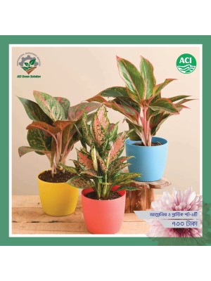 Aglaonema - অ্যাগ্লোনিমা (Pink)