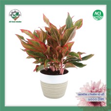 Aglaonema - অ্যাগ্লোনিমা (Greenish Pink)