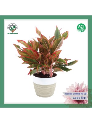 Aglaonema - অ্যাগ্লোনিমা (Greenish Pink)