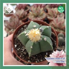 Astrophytum - অ্যাস্ট্রোফাইটাম