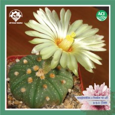 Astrophytum Asterias - অ্যাস্ট্রোফাইটাম অ্যাসেরিয়াস