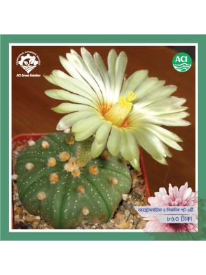 Astrophytum Asterias - অ্যাস্ট্রোফাইটাম অ্যাসেরিয়াস