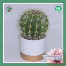Ball Cactus - বল ক্যাকটাস