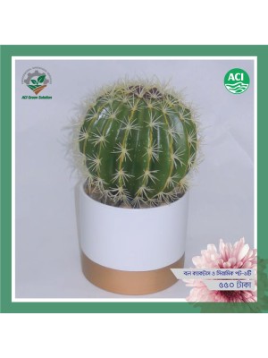 Ball Cactus - বল ক্যাকটাস