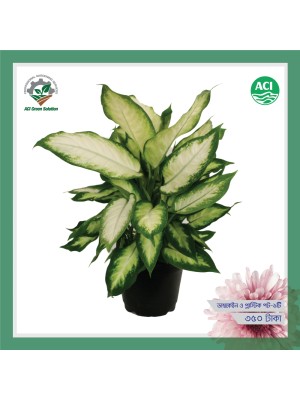 Dumb Cane - ডাম্ব কেইন