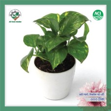 Money Plant - মানি প্ল্যান্ট