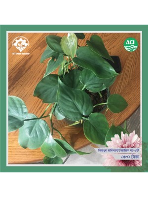 Singapore Money Plant - সিঙ্গাপুর মানিপ্ল্যান্ট