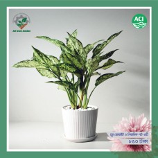 Snow White (Aglaonema) - স্নো হোয়াইট (অ্যাগ্লোনিমা)