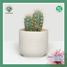 Spike Cactus - স্পাইক ক্যাকটাস 