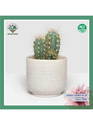 Spike Cactus - স্পাইক ক্যাকটাস 