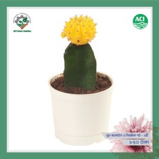 Moon Cactus - মুন ক্যাকটাস