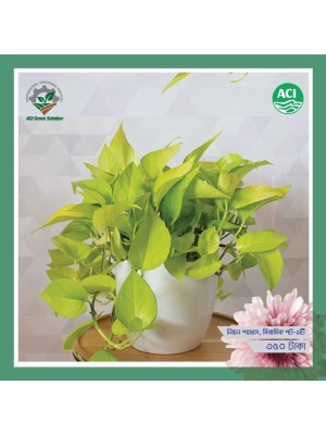 Neon Money Plant - নিয়ন মানি প্ল্যান্ট