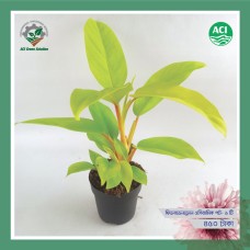 Philodendron - ফিলোডেনড্রন