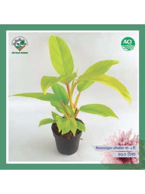 Philodendron - ফিলোডেনড্রন