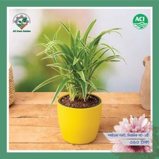 Spider Plant - স্পাইডার প্ল্যান্ট