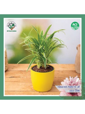 Spider Plant - স্পাইডার প্ল্যান্ট